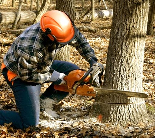 Tree Removal in Blacksville, WV